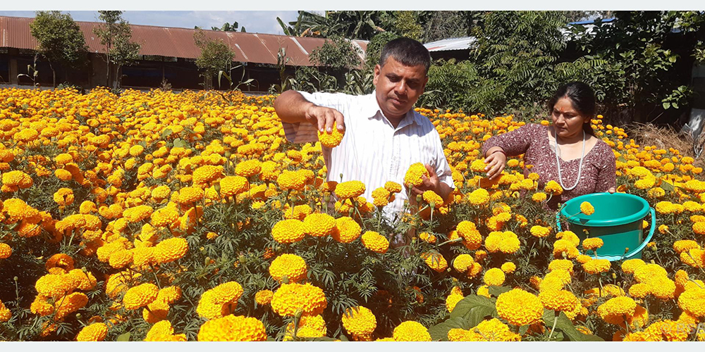 सयपत्री फूलखेतीमा रमाइरहेका पोखरेली युवा